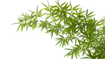 Essa plantinha simples pode transformar a energia do seu lar, veja como plantá-la