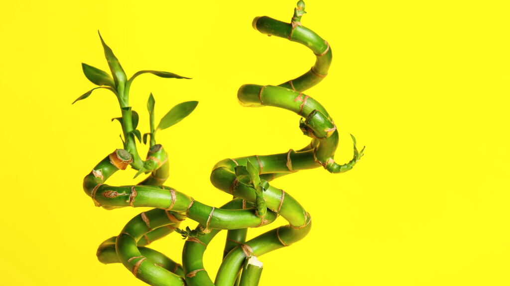 Essa plantinha simples pode transformar a energia do seu lar, veja como plantá-la
