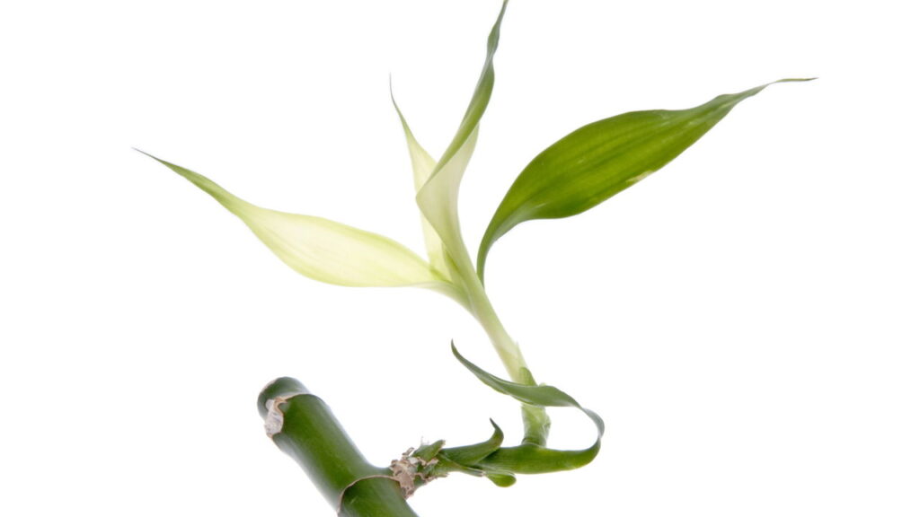 Essa plantinha simples pode transformar a energia do seu lar, veja como plantá-la