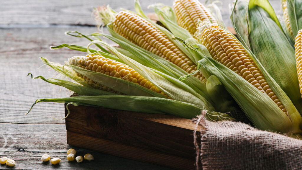 O milho é o ingrediente mais nutritivo das festas juninas e ninguém te contou isso
