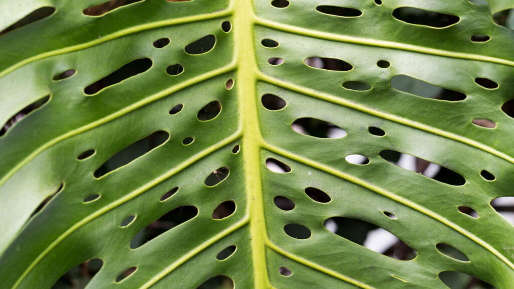 Você pode estar atraindo baratas sem saber só por causa dessas plantas