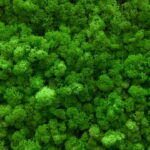 Essas plantas amam a umidade e vão deixar seu jardim encantador