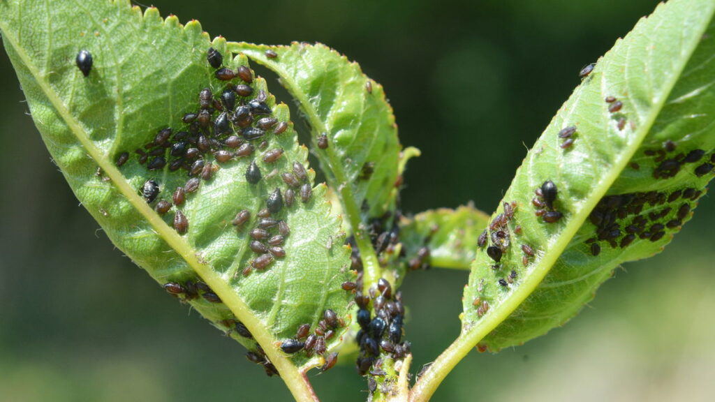 O truque natural que jardineiros estão usando contra pragas