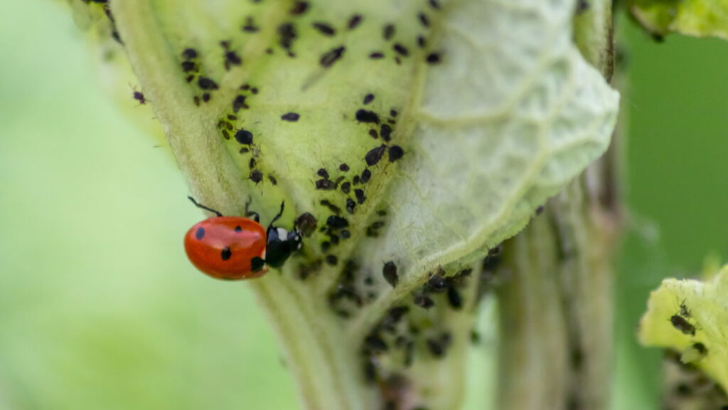 O truque natural que jardineiros estão usando contra pragas