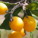 A fruta com o maior potencial nutricional que poucos consomem