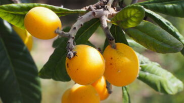 A fruta com o maior potencial nutricional que poucos consomem