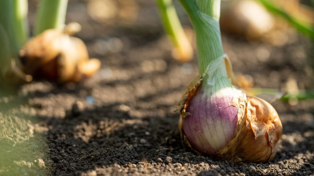 O vegetal mais presente na cozinha pode ser o mais fácil de cultivar