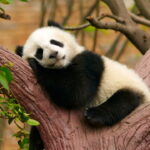 Esse panda de crochê cabe na palma da mão e no coração de quem recebe