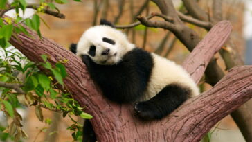 Esse panda de crochê cabe na palma da mão e no coração de quem recebe