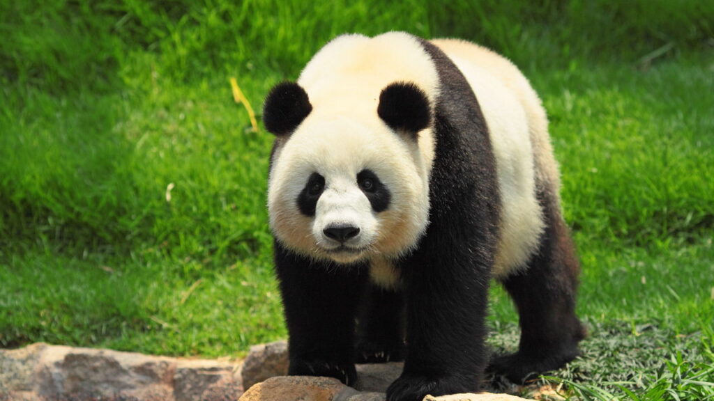 Esse panda de crochê cabe na palma da mão e no coração de quem recebe
