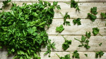 Da semente ao tempero veja como cultivar salsa e turbinar sua alimentação