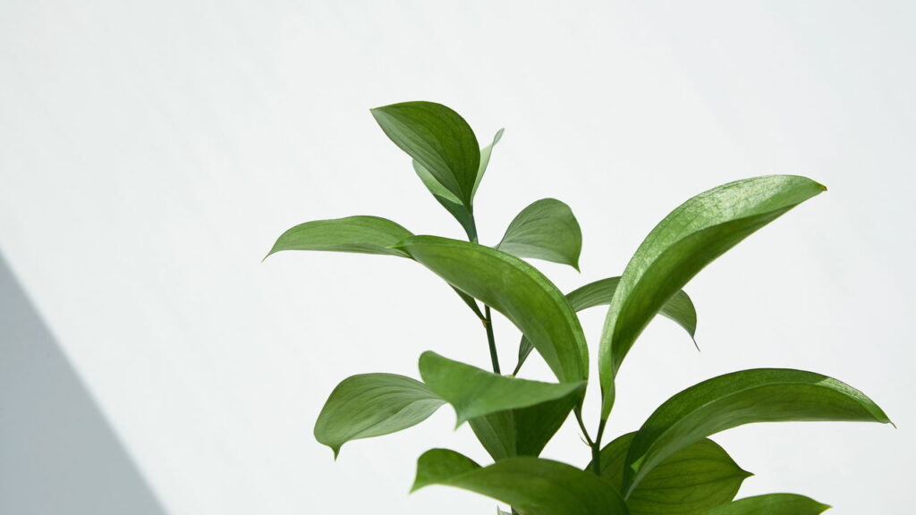 Plantas que resistem a tudo e deixam sua casa mais viva