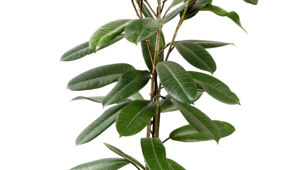 Plantas que resistem a tudo e deixam sua casa mais viva
