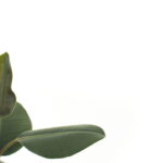 Plantas que resistem a tudo e deixam sua casa mais viva