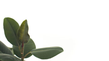 Plantas que resistem a tudo e deixam sua casa mais viva