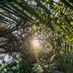 Plantas resistentes ao sol que vão transformar seu jardim em pouco tempo