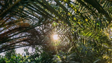 Plantas resistentes ao sol que vão transformar seu jardim em pouco tempo
