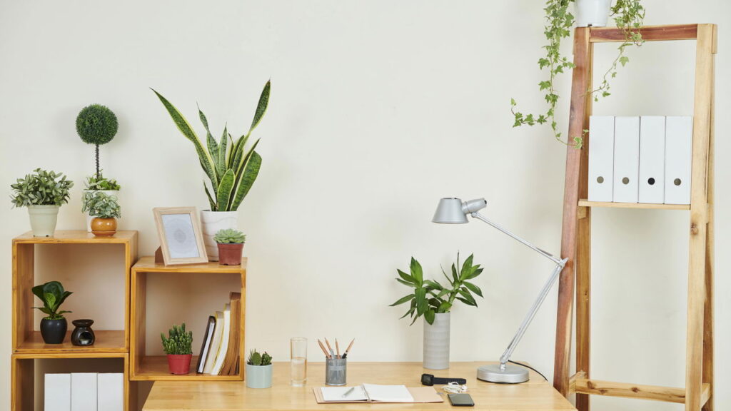 Pouca luz não é problema com essas plantas perfeitas para o interior