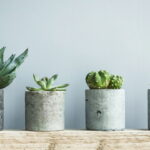 As plantas perfeitas para quem tem sala pequena e pouca luz