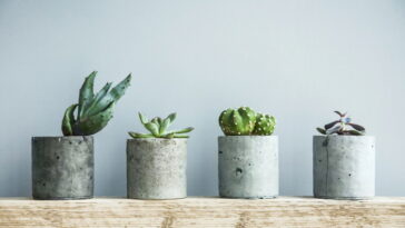 As plantas perfeitas para quem tem sala pequena e pouca luz