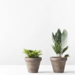 As plantas perfeitas para quem esquece de regar ou vive na correria