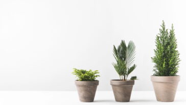 As plantas perfeitas para quem esquece de regar ou vive na correria