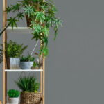 As plantas que estão deixando salas e varandas mais vivas e relaxantes