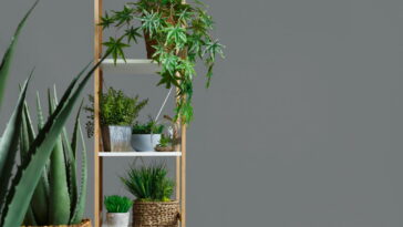 As plantas que estão deixando salas e varandas mais vivas e relaxantes