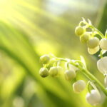 As plantas mais poderosas para quem tem sol o dia todo em casa