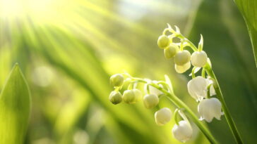 As plantas mais poderosas para quem tem sol o dia todo em casa