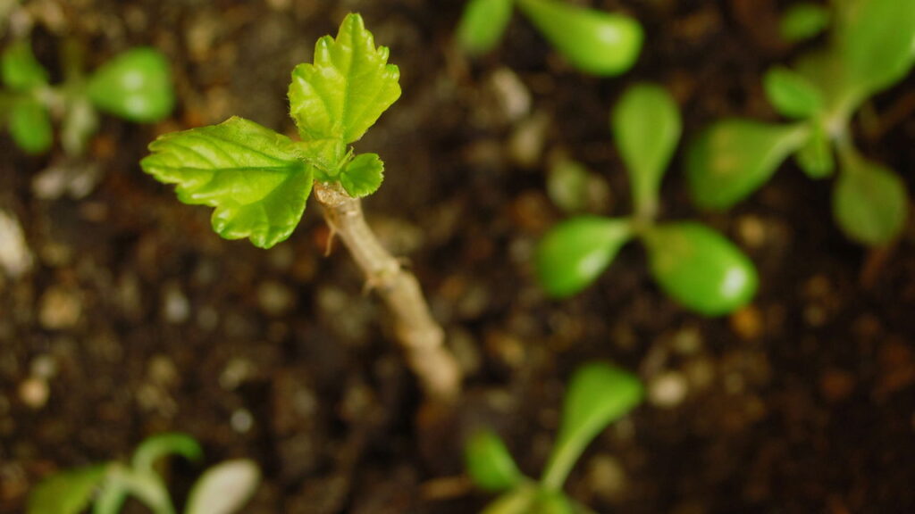 As plantas mais poderosas para quem tem sol o dia todo em casa