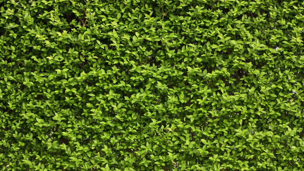 O segredo das casas mais aconchegantes pode estar em um vasinho verde