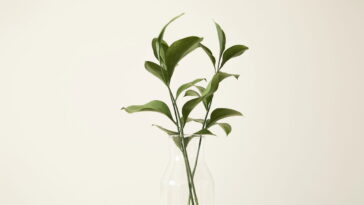 As melhores plantas para purificar ambientes e atrair prosperidade