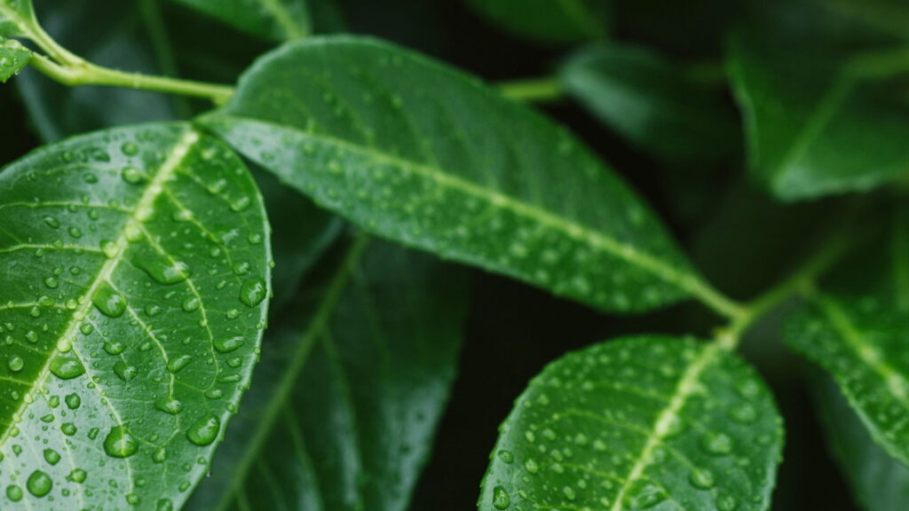 As melhores plantas para purificar ambientes e atrair prosperidade