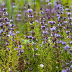 Poejo conquista espaço nas hortas por seu aroma e efeitos medicinais