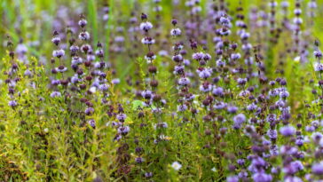 Poejo conquista espaço nas hortas por seu aroma e efeitos medicinais