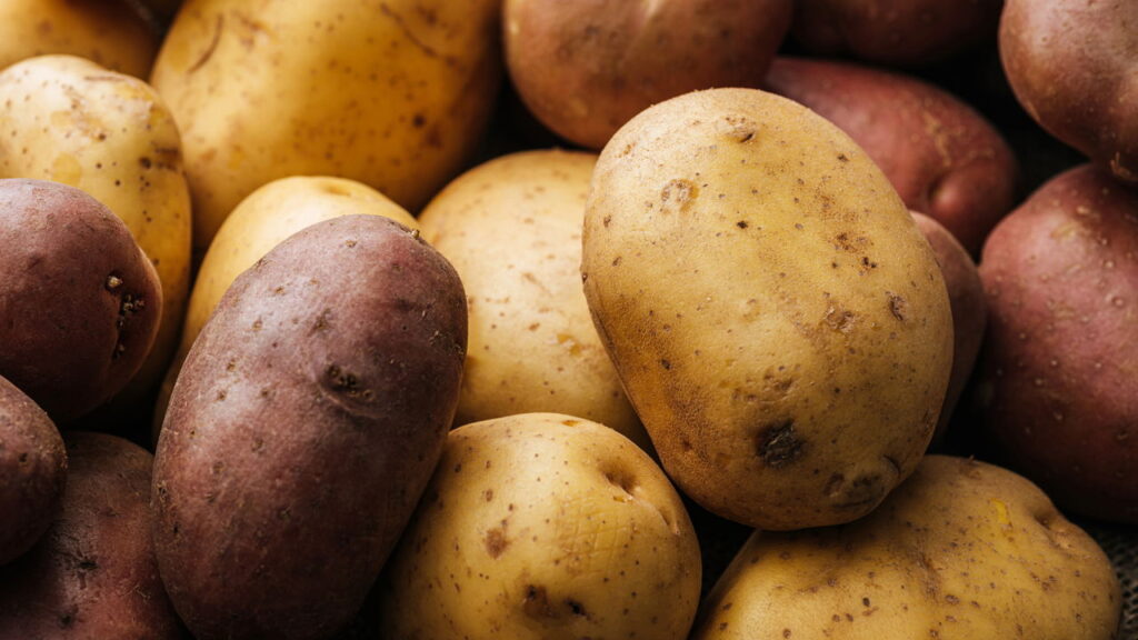 O cultivo de batata em casa virou moda nas grandes cidades e tem motivo