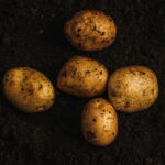 O cultivo de batata em casa virou moda nas grandes cidades e tem motivo