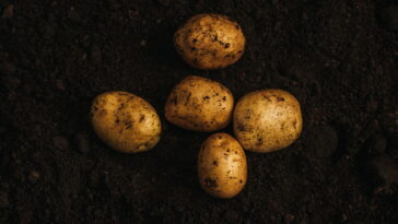 O cultivo de batata em casa virou moda nas grandes cidades e tem motivo