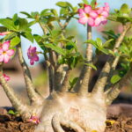 A flor que virou febre entre jardineiros e colecionadores no Brasil