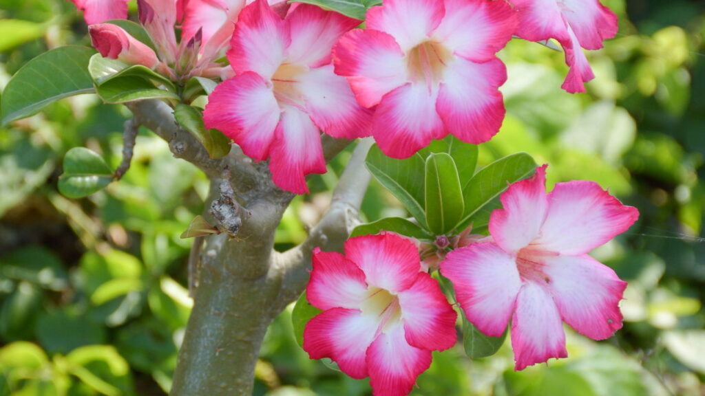 A flor que virou febre entre jardineiros e colecionadores no Brasil