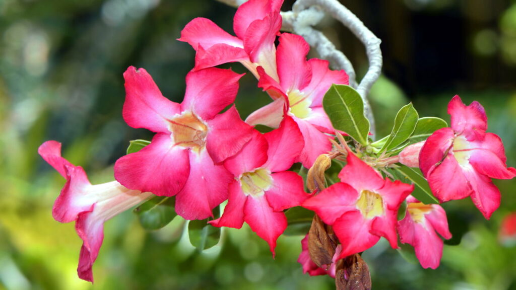 A flor que virou febre entre jardineiros e colecionadores no Brasil