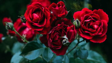 Essa flor feita à mão está conquistando corações e o motivo é especial