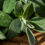 Essa planta aromática virou a queridinha de quem tem horta em casa