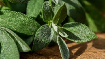 Essa planta aromática virou a queridinha de quem tem horta em casa
