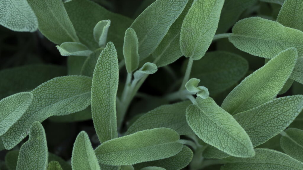 Essa planta aromática virou a queridinha de quem tem horta em casa