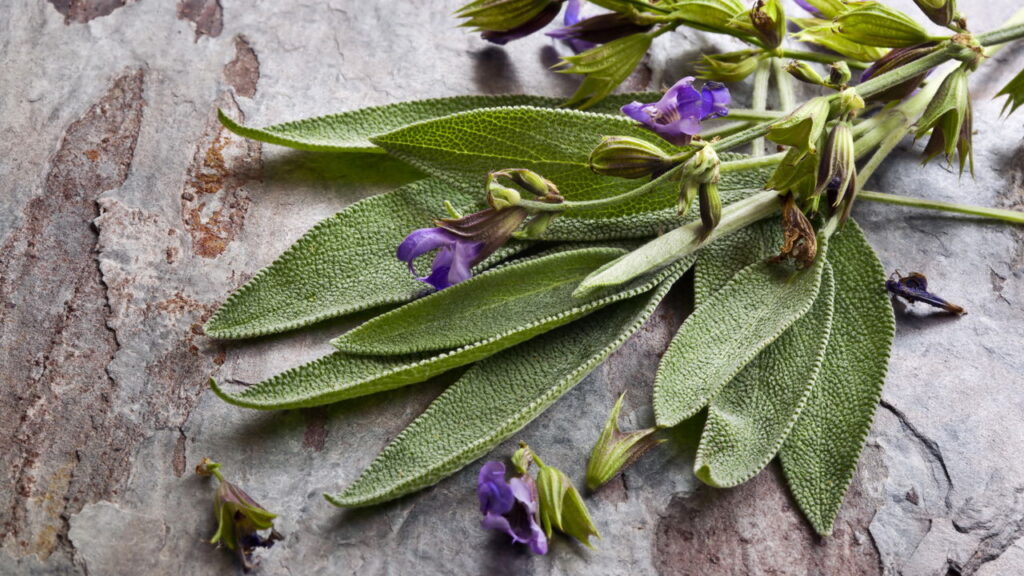 Essa planta aromática virou a queridinha de quem tem horta em casa