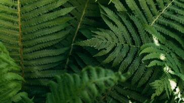 A tendência artesanal que está ganhando o coração de quem ama plantas