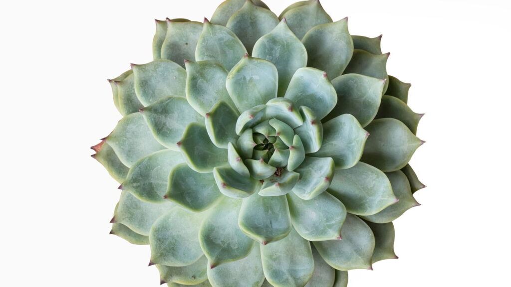 O crochê que virou presente perfeito e deixou a decoração mais afetiva