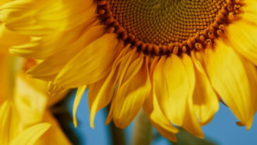 Essa flor de crochê virou febre e o motivo vai te surpreender